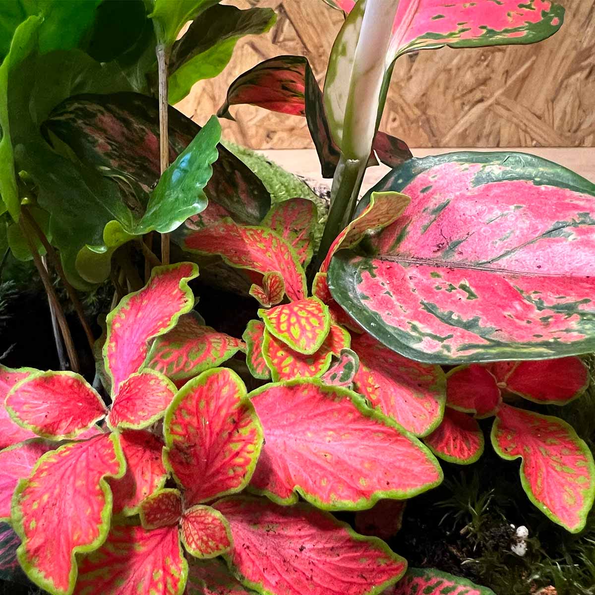 Diy Terrarium - Sam Xl Aglaonema - ↑ 35 Cm