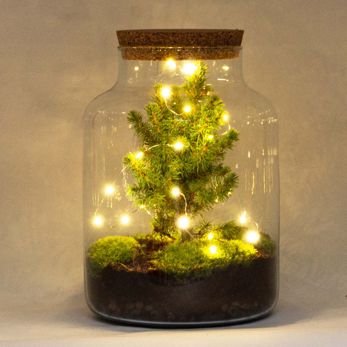 Milky Christmas - Plant Terrarium With Christmas Tree And Lighting - ↑ 30 Cm