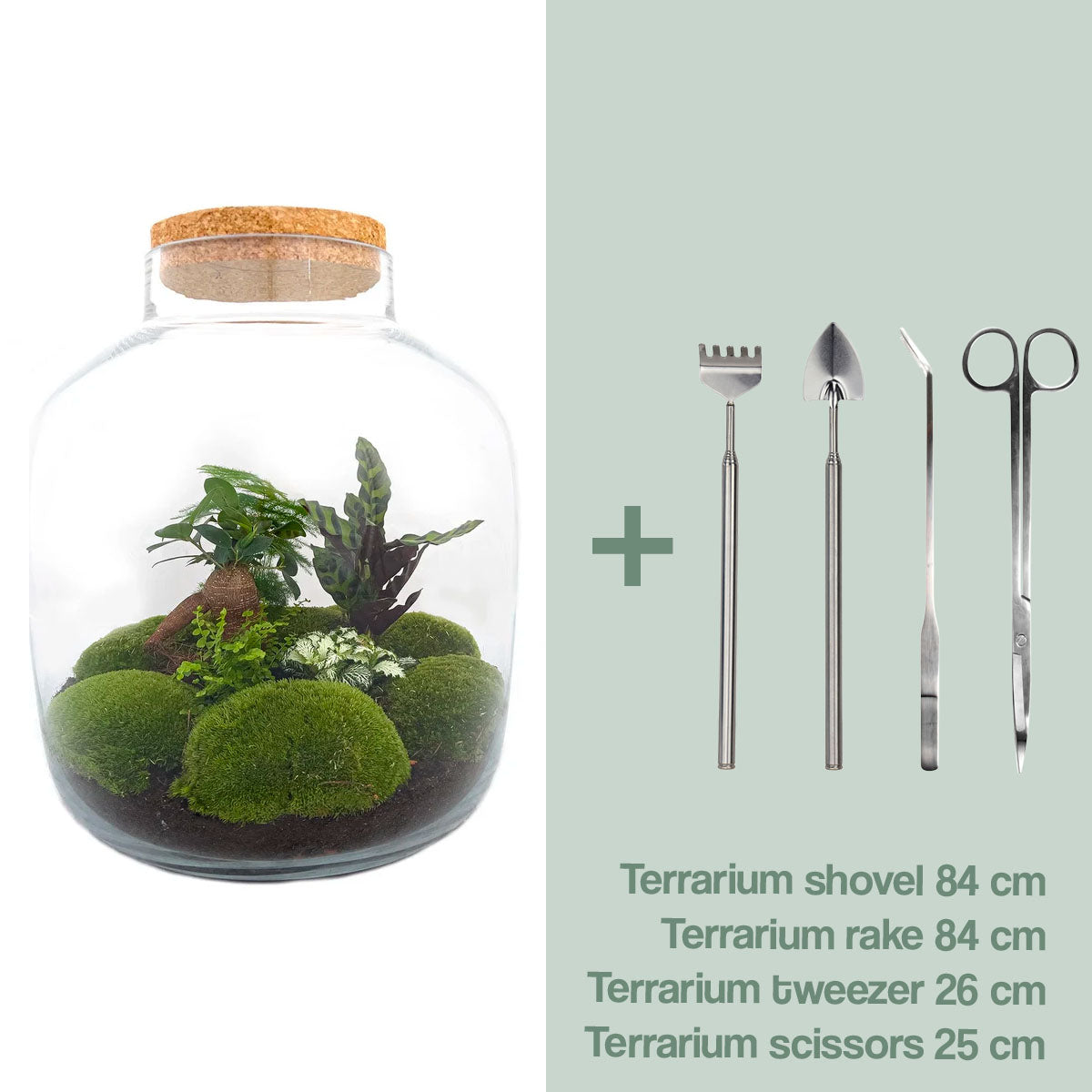 Terrarium Diy Kit - Big Botan Xl - Ecosystem With Plants - ↑ 40 Cm