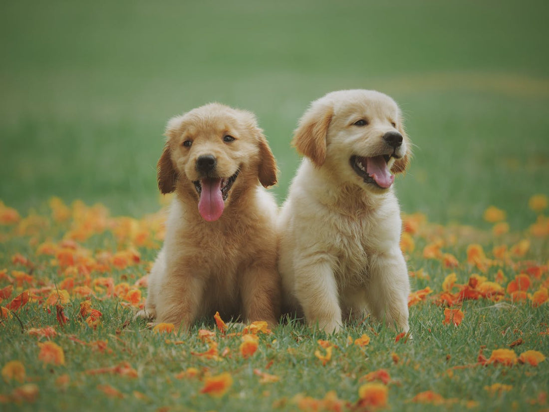 Twee honden