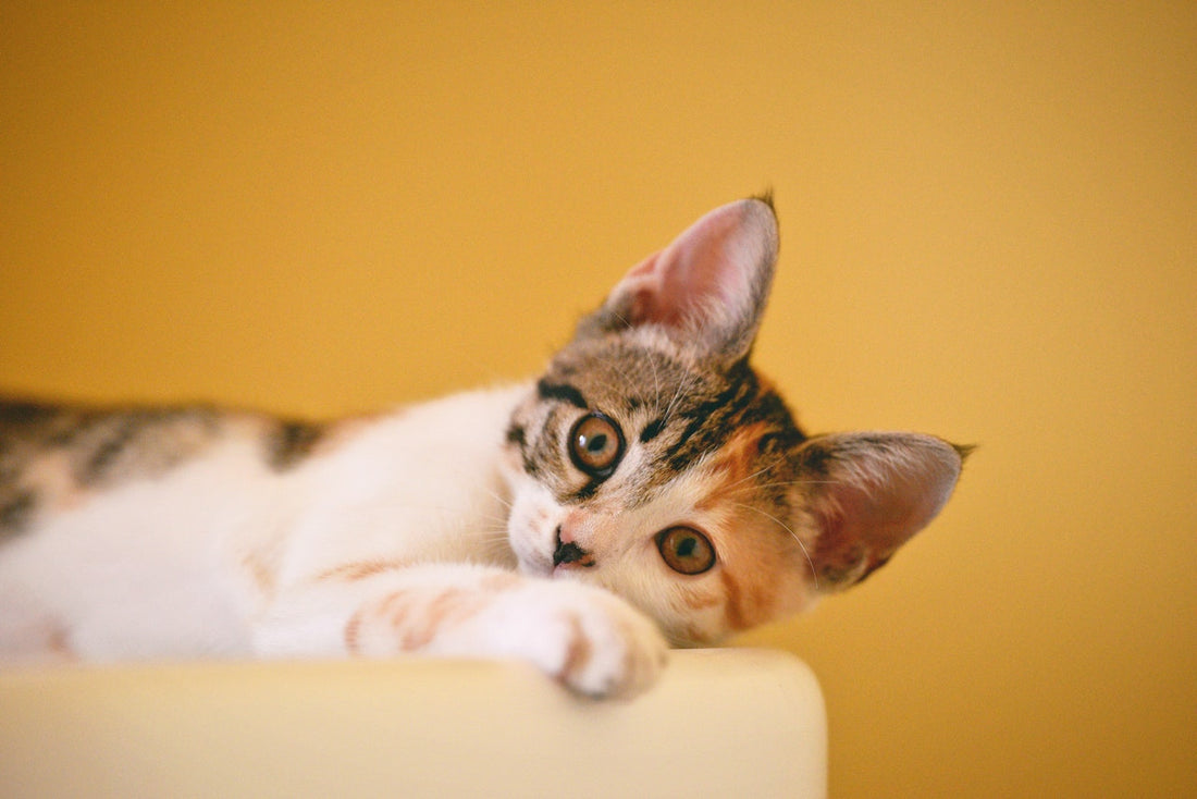 Katten: Tips, Trucs & Liefde voor een Gelukkige Kat
