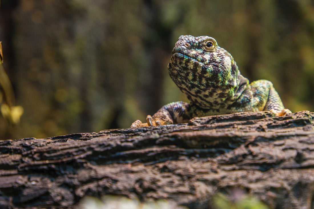De Wereld van Reptielen: Unieke Huisdieren met Veel Voordelen