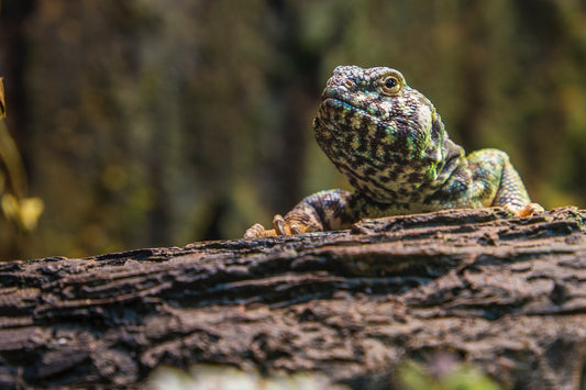 De Wereld van Reptielen: Unieke Huisdieren met Veel Voordelen