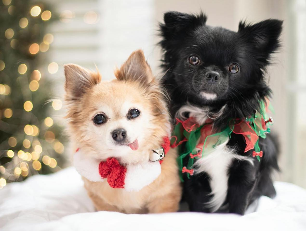 Samen de Winter Door: Warmte, Zorg en Liefde voor je Huisdier