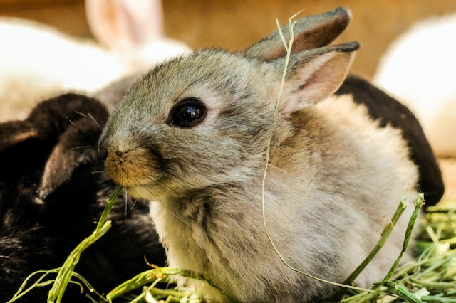 De Wereld van Knaagdieren: Diversiteit, Gedrag en Hun Rol in de Natuur