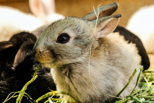 De Wereld van Knaagdieren: Diversiteit, Gedrag en Hun Rol in de Natuur