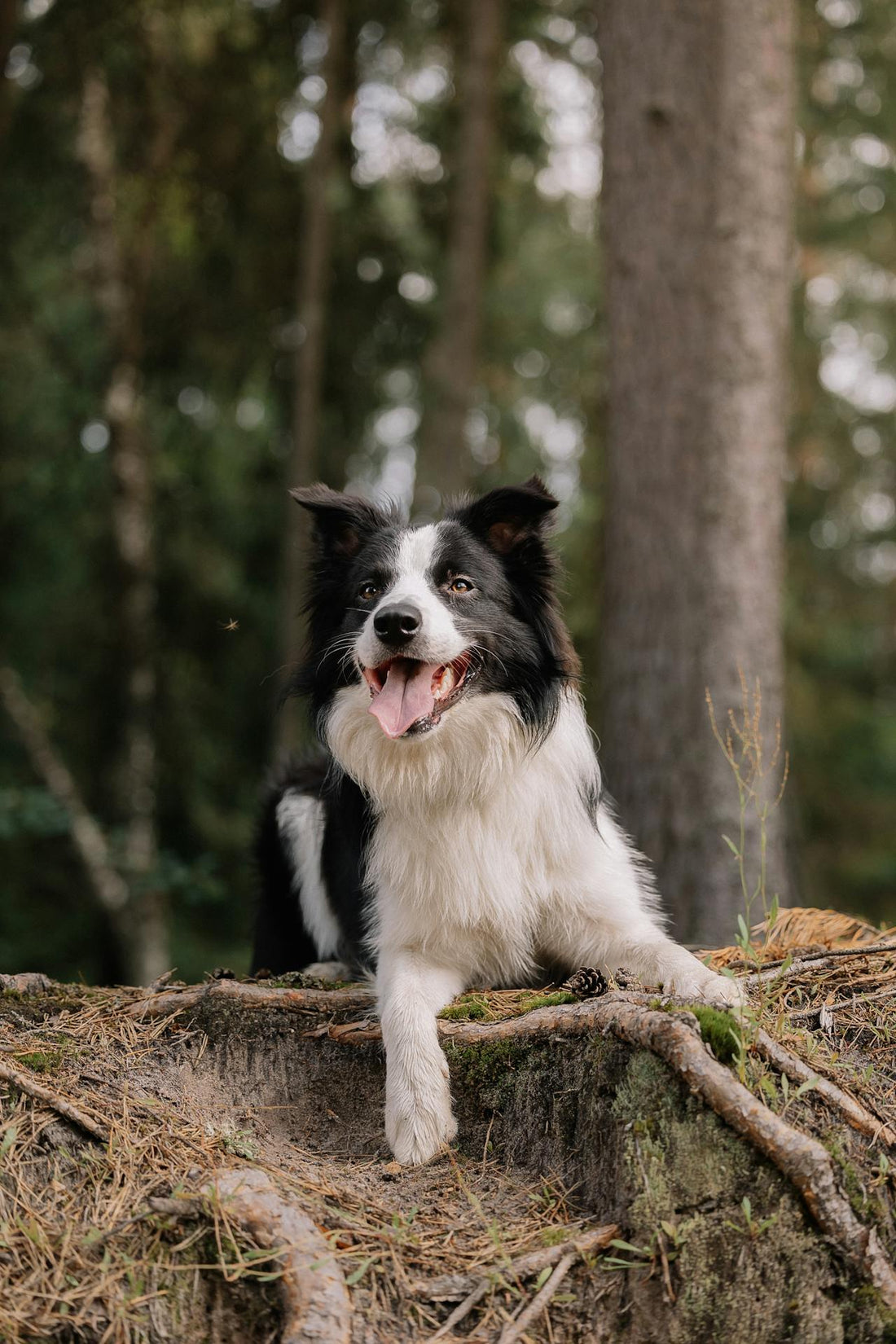 Vitamines voor Honden: Waar Moet je op Letten?