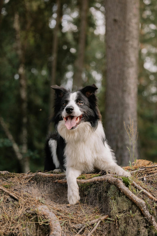 Vitamines voor Honden: Waar Moet je op Letten?