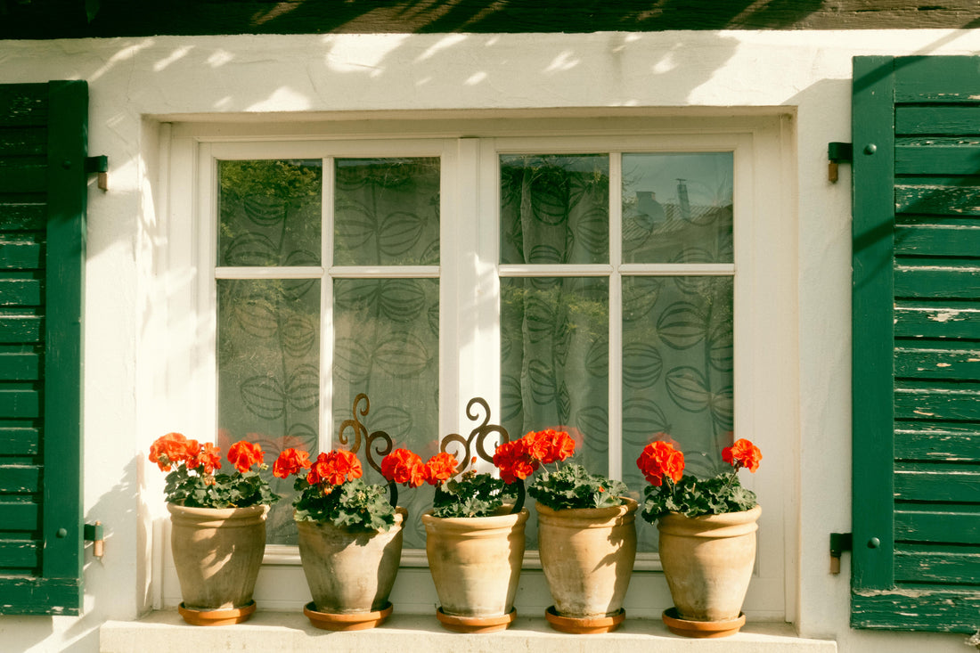 Zomertips voor een diervriendelijke tuin: zo maak je jouw tuin leuk én veilig voor huisdieren.
