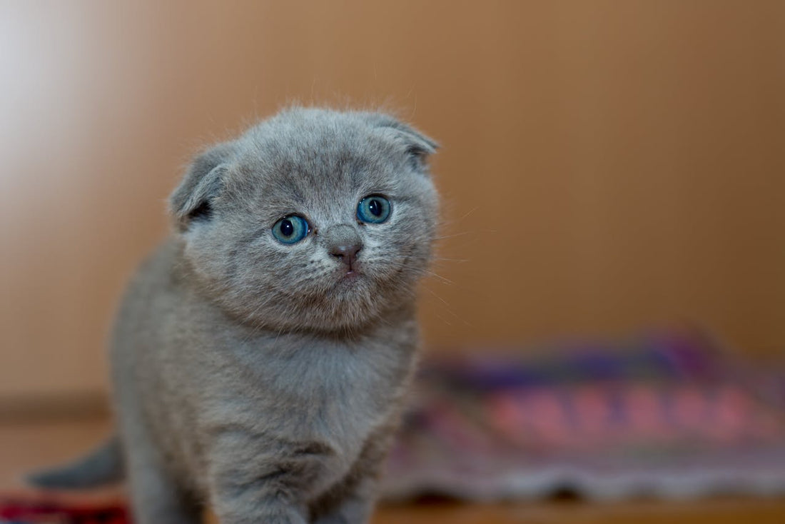 Tips &amp; Tricks: Zo Maak je je Kat Gelukkig en Gezond