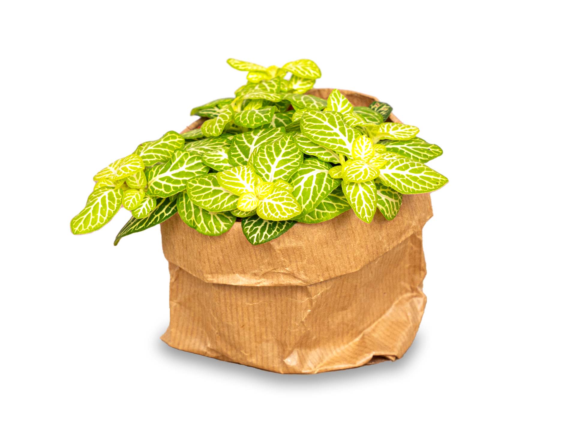 Fittonia Joly Lemon - White And Green (Fluor) - Mosaic Plant