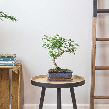 Japanese Pepper | Zanthoxylum Piperitum - 4 - 5 Years Old Bonsai - ↑ 35 Cm
