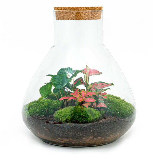 Diy Terrarium - Sam Xl Aglaonema - ↑ 35 Cm