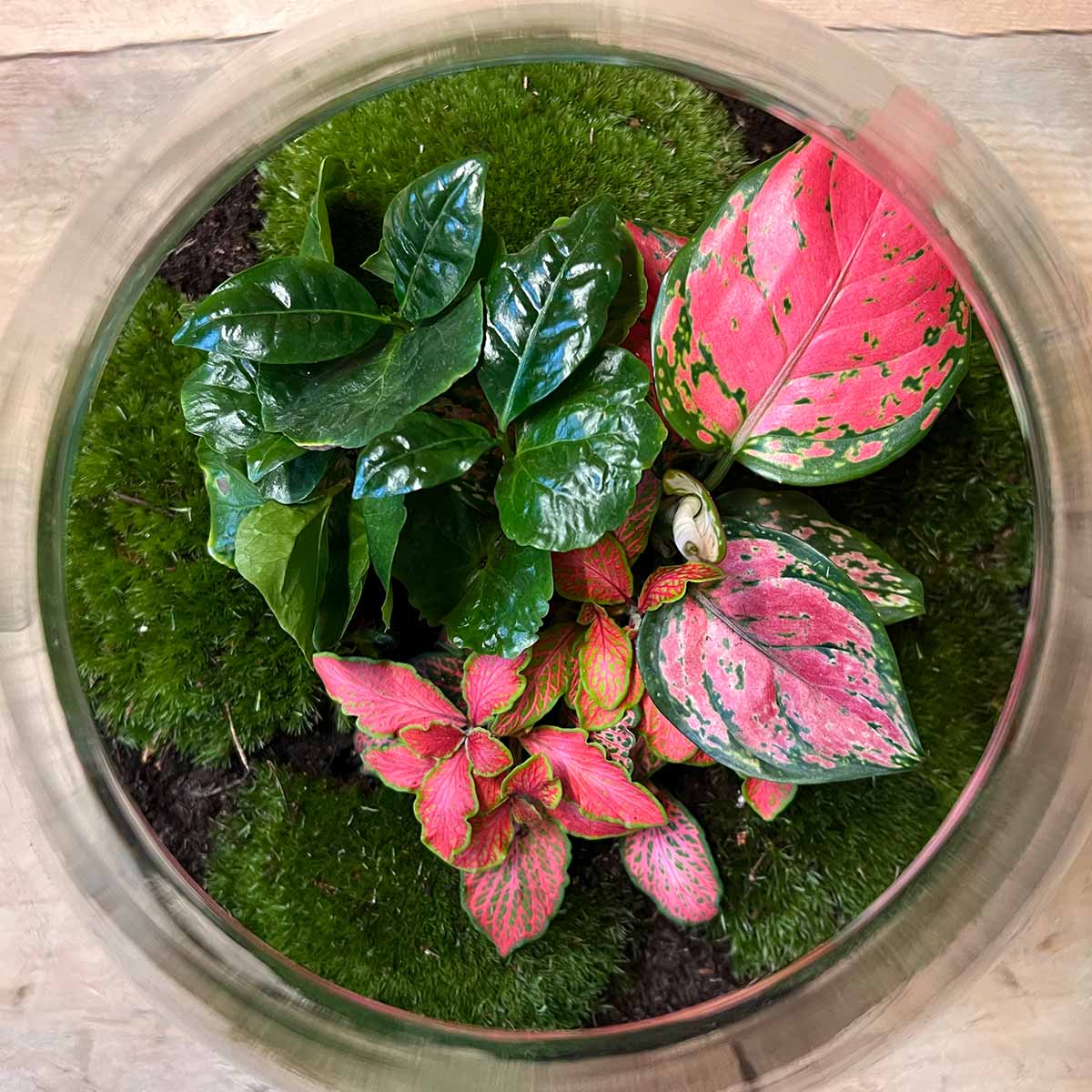 Diy Terrarium - Sam Xl Aglaonema - ↑ 35 Cm