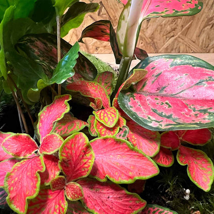 Diy Terrarium - Sam Xl Aglaonema - ↑ 35 Cm