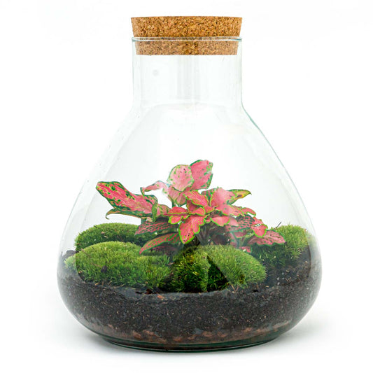 Diy Terrarium - Sammie Aglaonema - ↑ 27 Cm