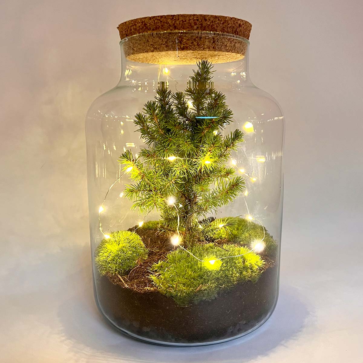 Milky Christmas - Plant Terrarium With Christmas Tree And Lighting - ↑ 30 Cm