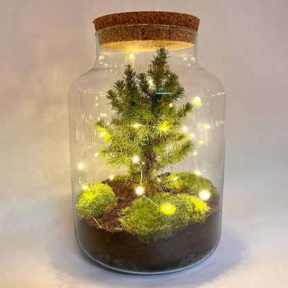 Milky Christmas - Plant Terrarium With Christmas Tree And Lighting - ↑ 30 Cm