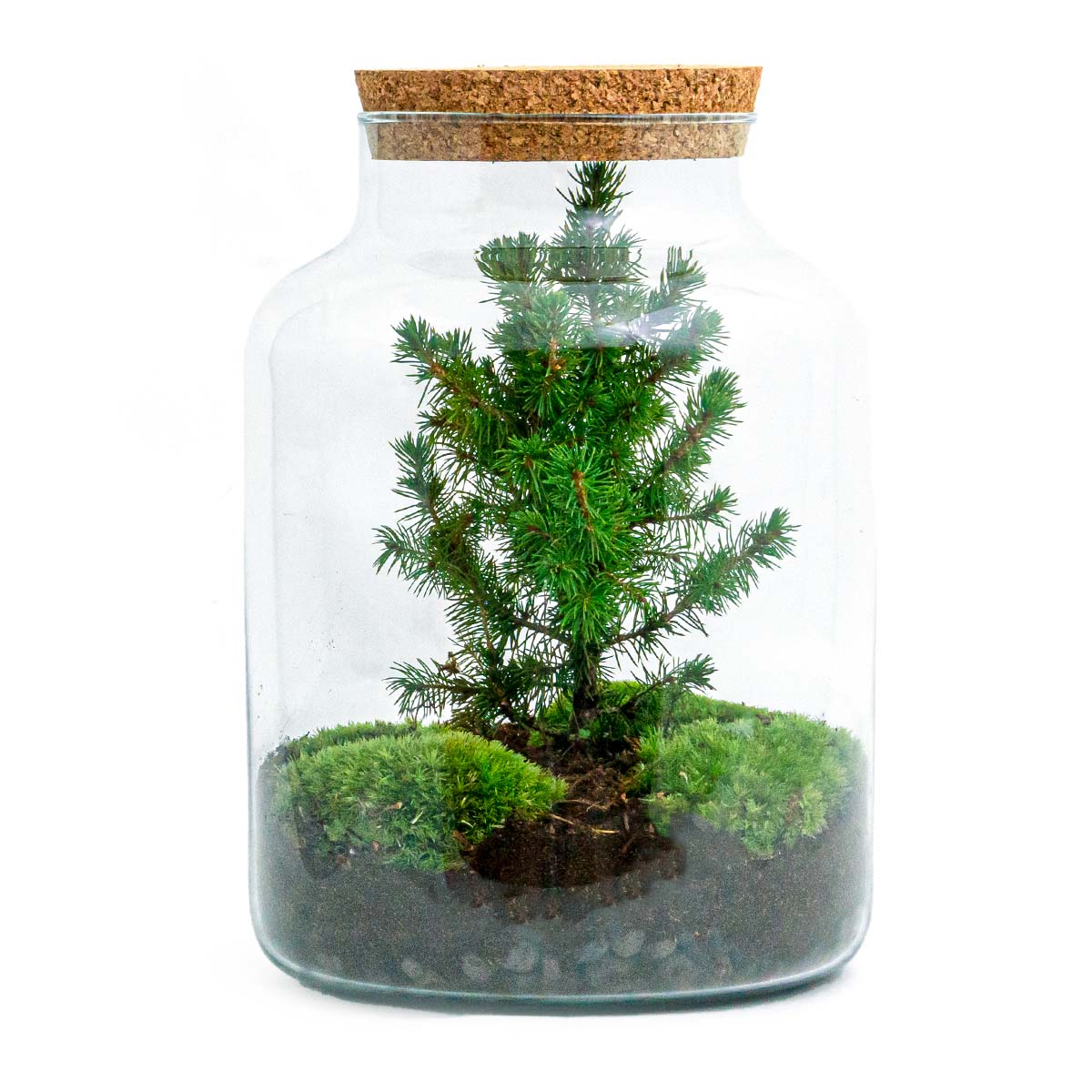 Milky Christmas - Plant Terrarium With Christmas Tree And Lighting - ↑ 30 Cm