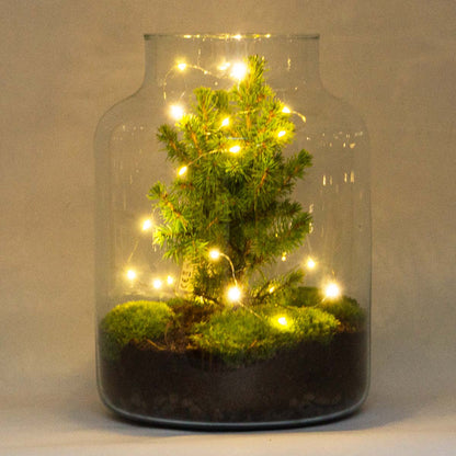 Milky Christmas - Plant Terrarium With Christmas Tree And Lighting - ↑ 30 Cm