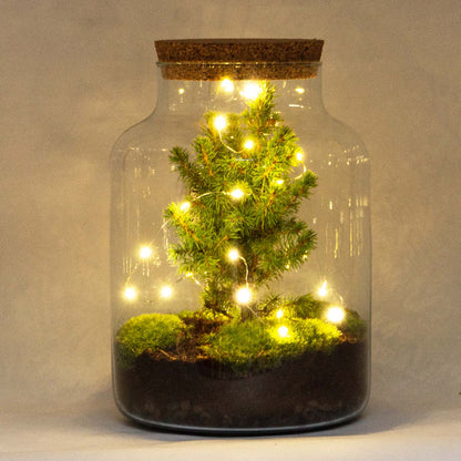 Milky Christmas - Plant Terrarium With Christmas Tree And Lighting - ↑ 30 Cm