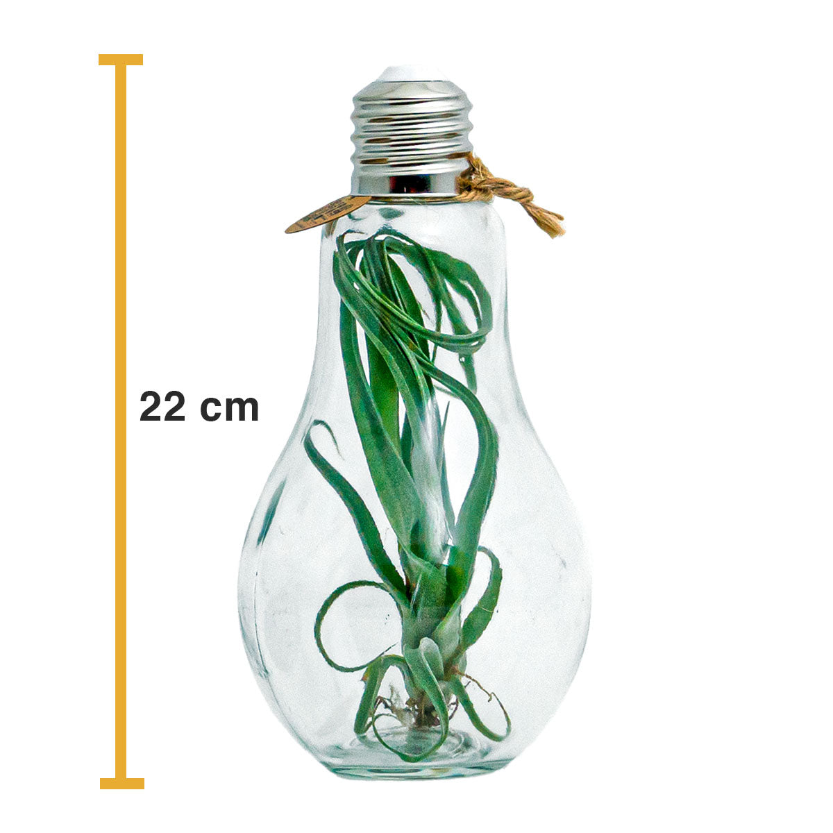 Tillandsia Air Plant In Light Bulb - ↑ 22 Cm - Plant Terrarium