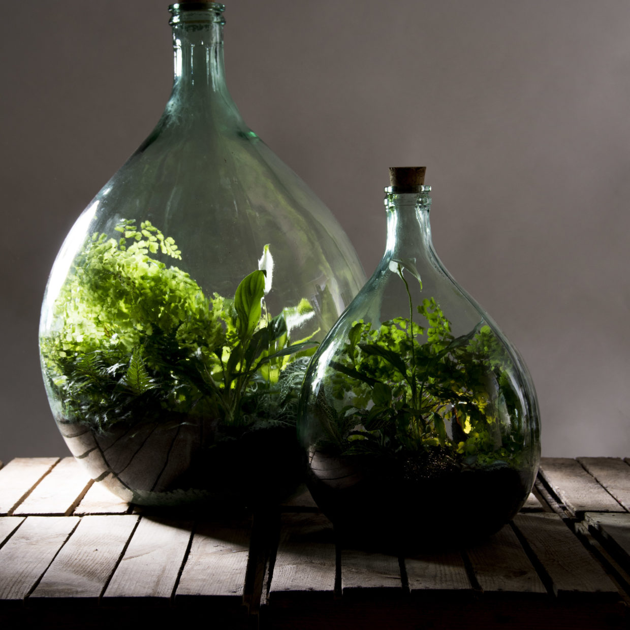 Terrarium Bottle 55 Litre Set - 66 Cm High - Diy Sealed Terrarium Kit