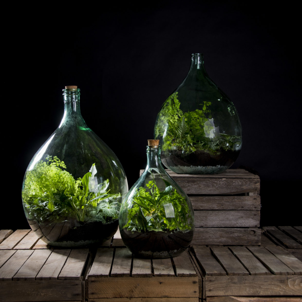 Terrarium Bottle 55 Litre Set - 66 Cm High - Diy Sealed Terrarium Kit