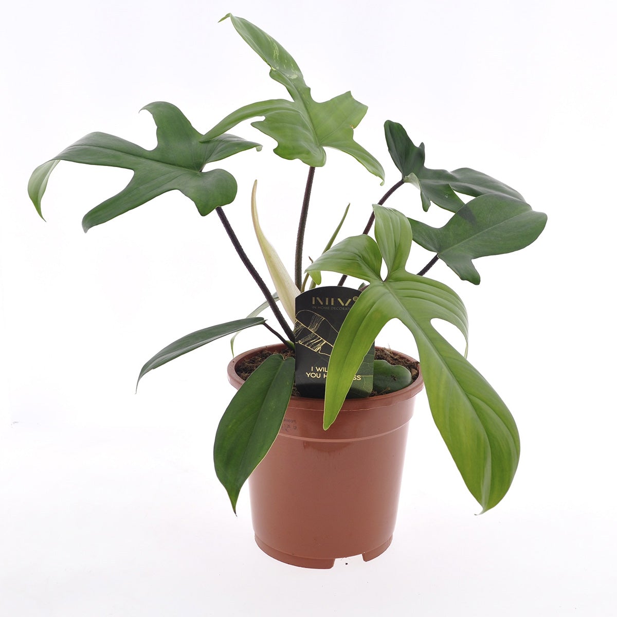 Philodendron Florida Green - Houseplant - ↑ 40-50 Cm - Pot Size Ø 17 Cm