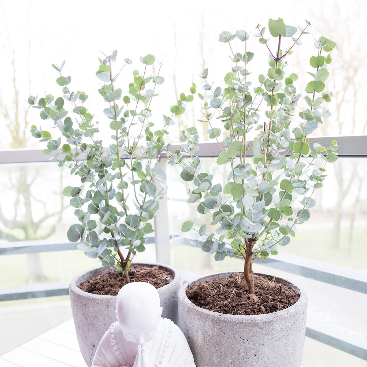 Eucalyptus Shrub - ↑ 45 - 55 Cm - Pot Size Ø 17 Cm