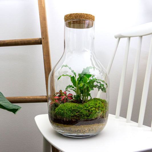Ecosysteem Plant - Long Tom - Planten Terrarium - ↑ 30 Cm