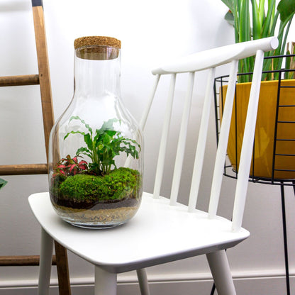 Ecosysteem Plant - Long Tom - Planten Terrarium - ↑ 30 Cm