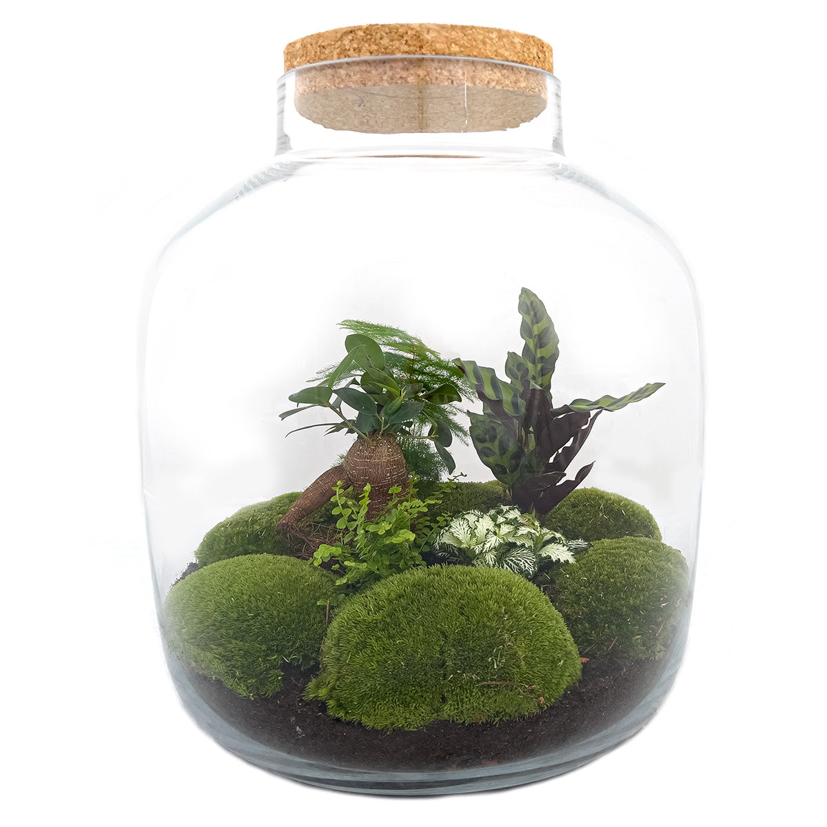 Terrarium Diy Kit - Big Botan Xl  - Ecosystem With Plants - ↑ 40 Cm