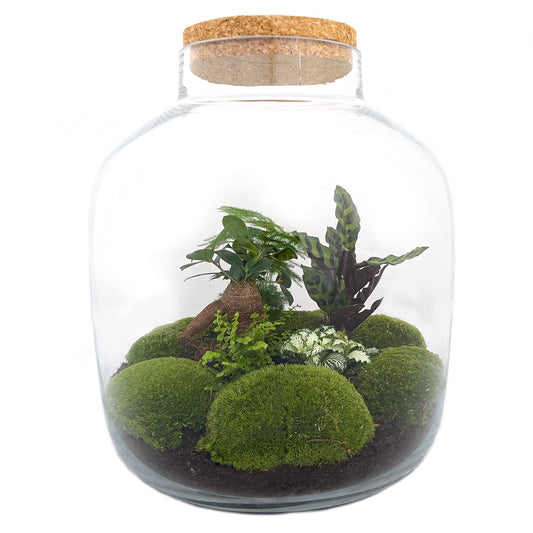 Terrarium Diy Kit - Big Botan Xl  - Ecosystem With Plants - ↑ 40 Cm