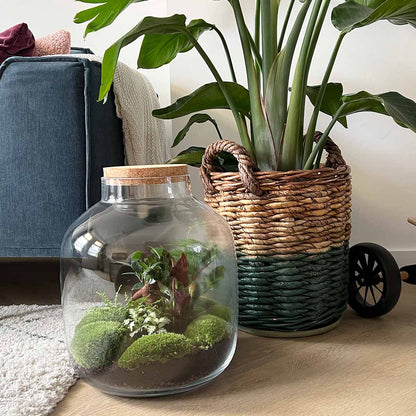 Terrarium Diy Kit - Big Botan Xl  - Ecosystem With Plants - ↑ 40 Cm