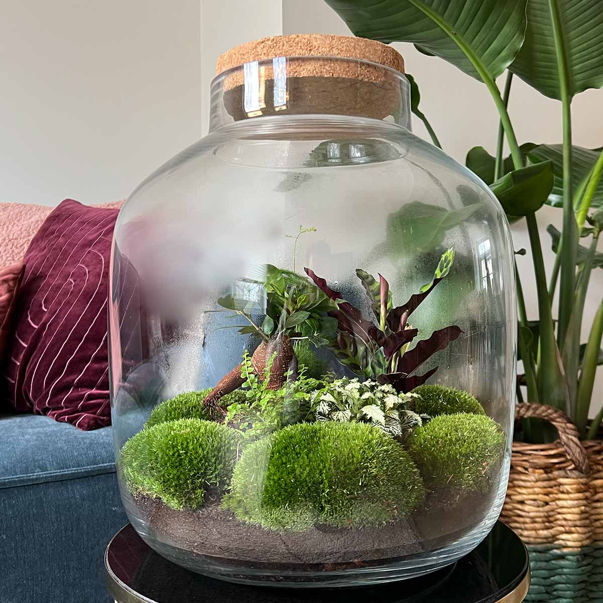Terrarium Diy Kit - Big Botan Xl  - Ecosystem With Plants - ↑ 40 Cm