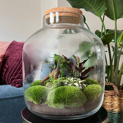 Terrarium Diy Kit - Big Botan Xl  - Ecosystem With Plants - ↑ 40 Cm