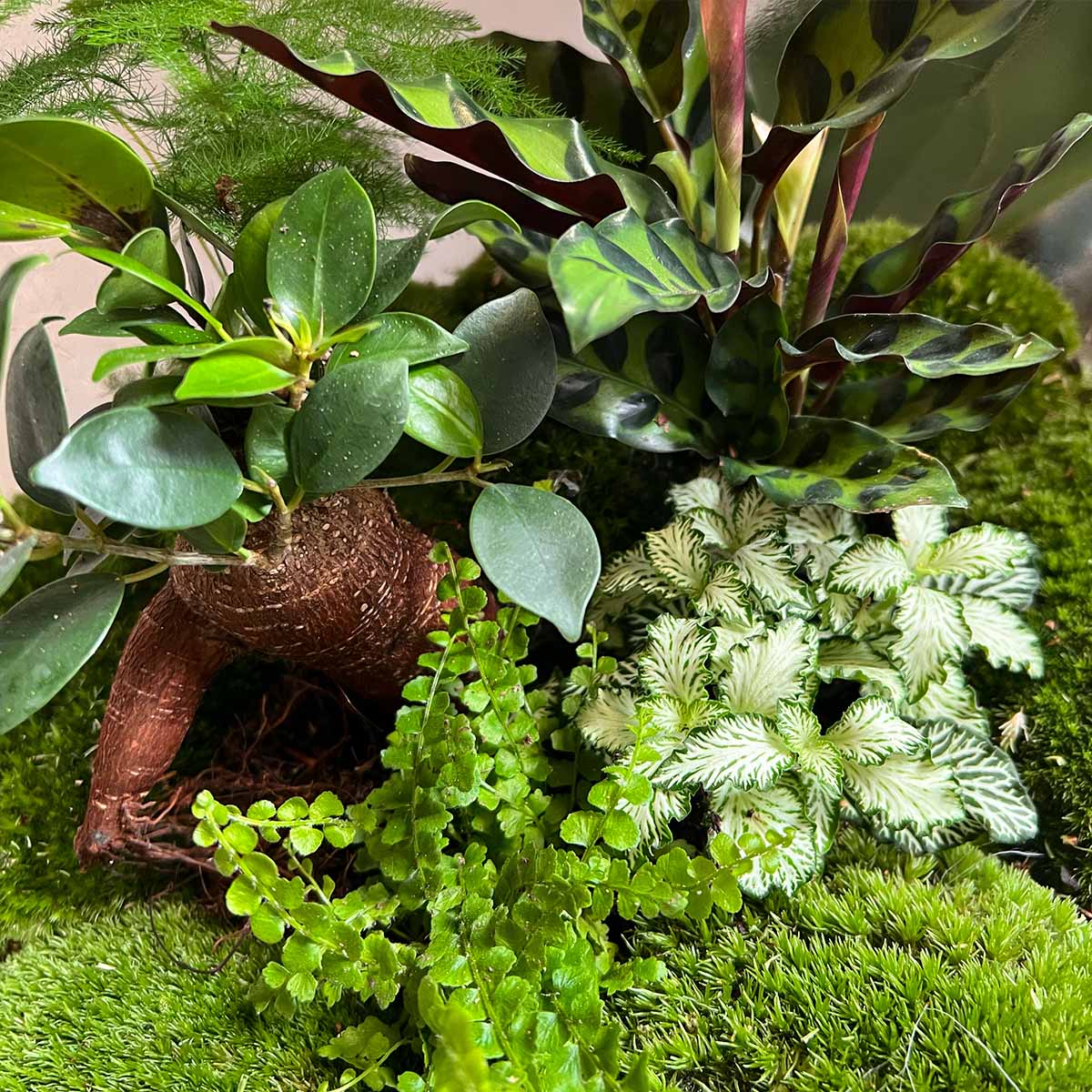 Terrarium Diy Kit - Big Botan Xl  - Ecosystem With Plants - ↑ 40 Cm