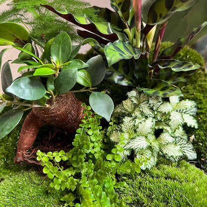 Terrarium Diy Kit - Big Botan Xl  - Ecosystem With Plants - ↑ 40 Cm