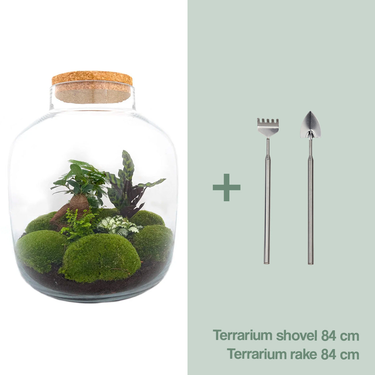 Terrarium Diy Kit - Big Botan Xl  - Ecosystem With Plants - ↑ 40 Cm