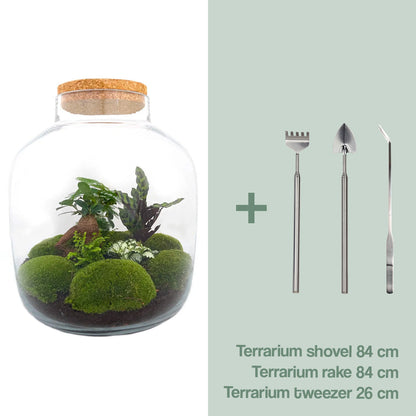 Terrarium Diy Kit - Big Botan Xl  - Ecosystem With Plants - ↑ 40 Cm