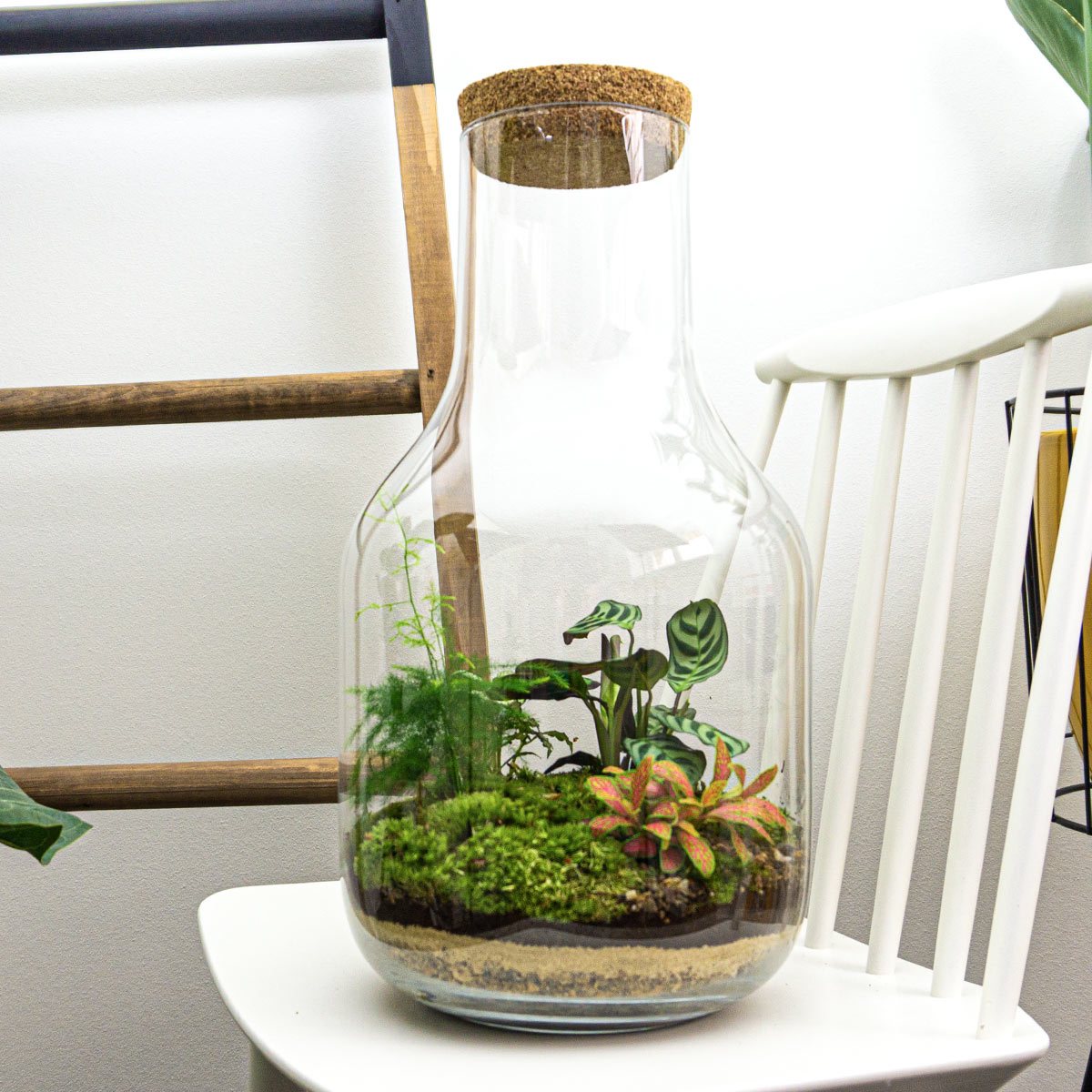 Terrarium Diy Kit • Long Tom Xl • Ecosystem With Plants • ↑ 43 Cm