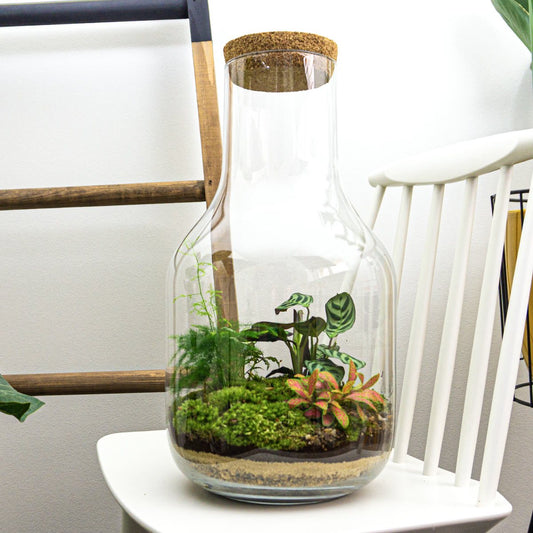 Terrarium Diy Kit • Long Tom Xl • Ecosystem With Plants • ↑ 43 Cm