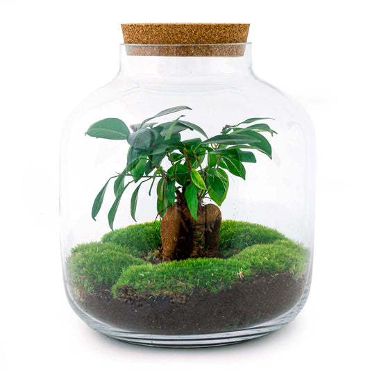 Terrarium Diy Kit - Billie Bonsai - Bottle Garden - ↑ 29 Cm