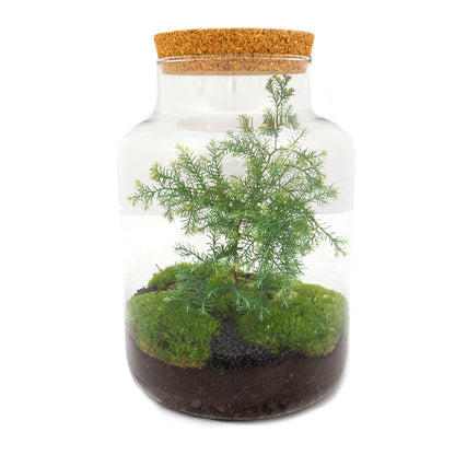 Terrarium Kit - Milky Christmas - Closed Ecosystem With 'Christmas Tree' - ↑ 30 Cm