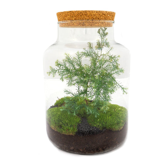 Terrarium Kit - Milky Christmas - Closed Ecosystem With 'Christmas Tree' - ↑ 30 Cm