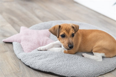 Trixie Puppy Ligmat Ster Grijs / Lila